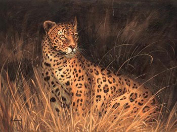 obrazky-full-kilian-spotted-african-cat-6735.jpg