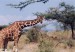 giraffe_0006.jpg